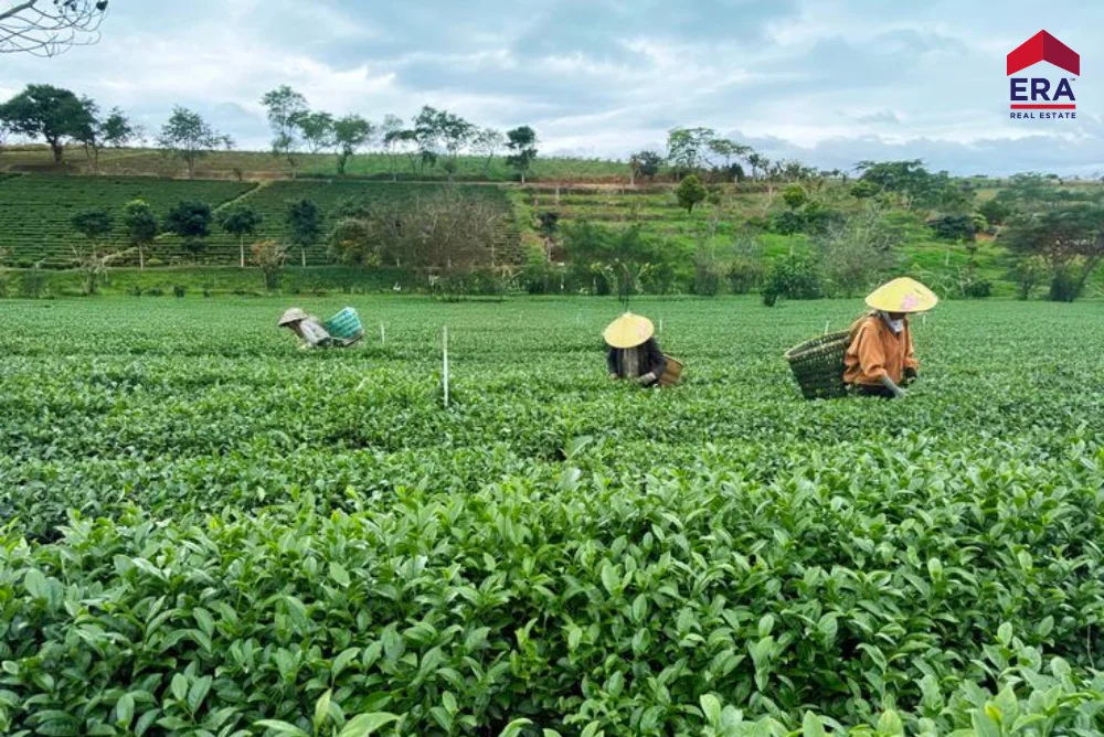 Dôi-che-Tam-Chau